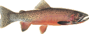 cutthroat trout