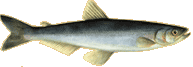 sturgeon