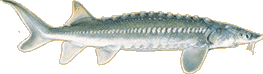 sturgeon